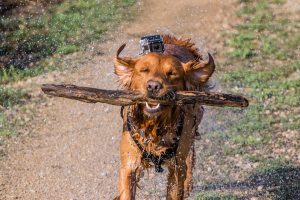 The Rottweiler Golden Retriever Mix - Labrottie