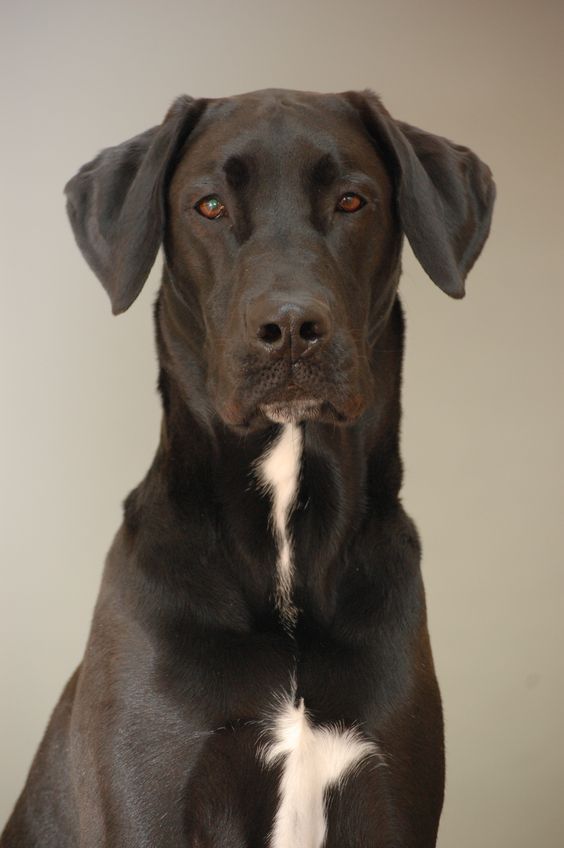 black lab and great dane mix