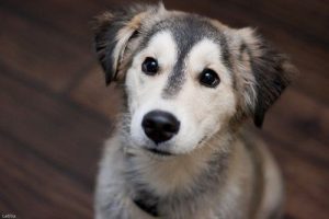 What To Know About The Lab Husky Mix - Labrottie.com