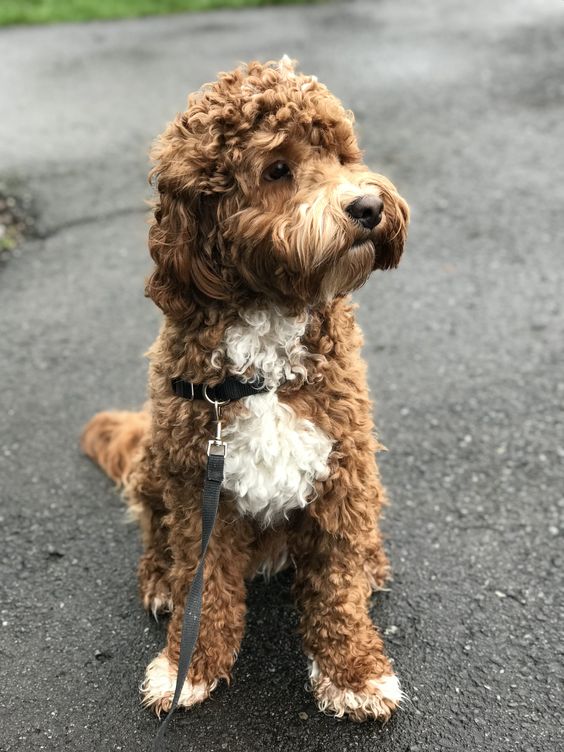 white miniature labradoodle