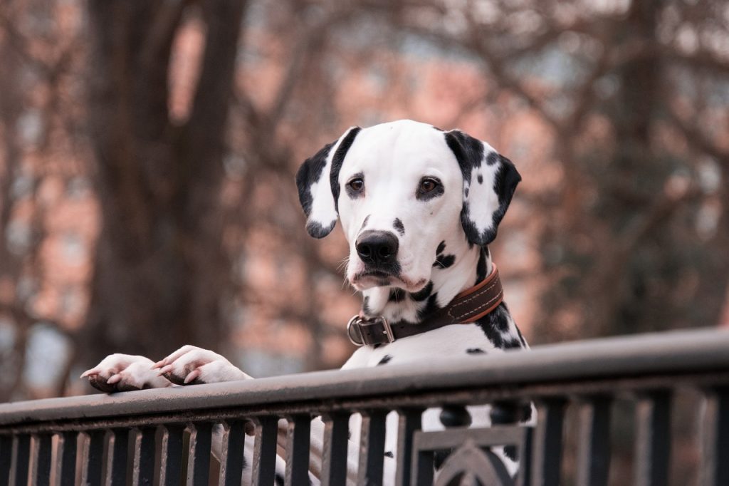 The Dalmatian Lab mix or the Dalmador