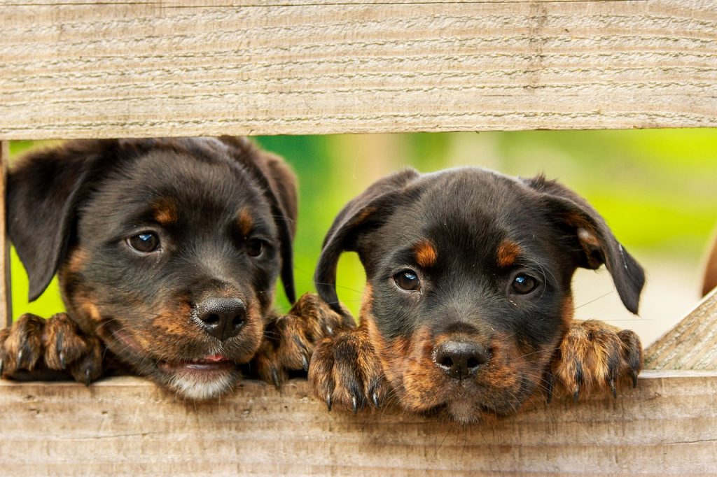 Golden Lab Rottie What Is The Rottweiler Golden Retriever Mix - Labrottie.com