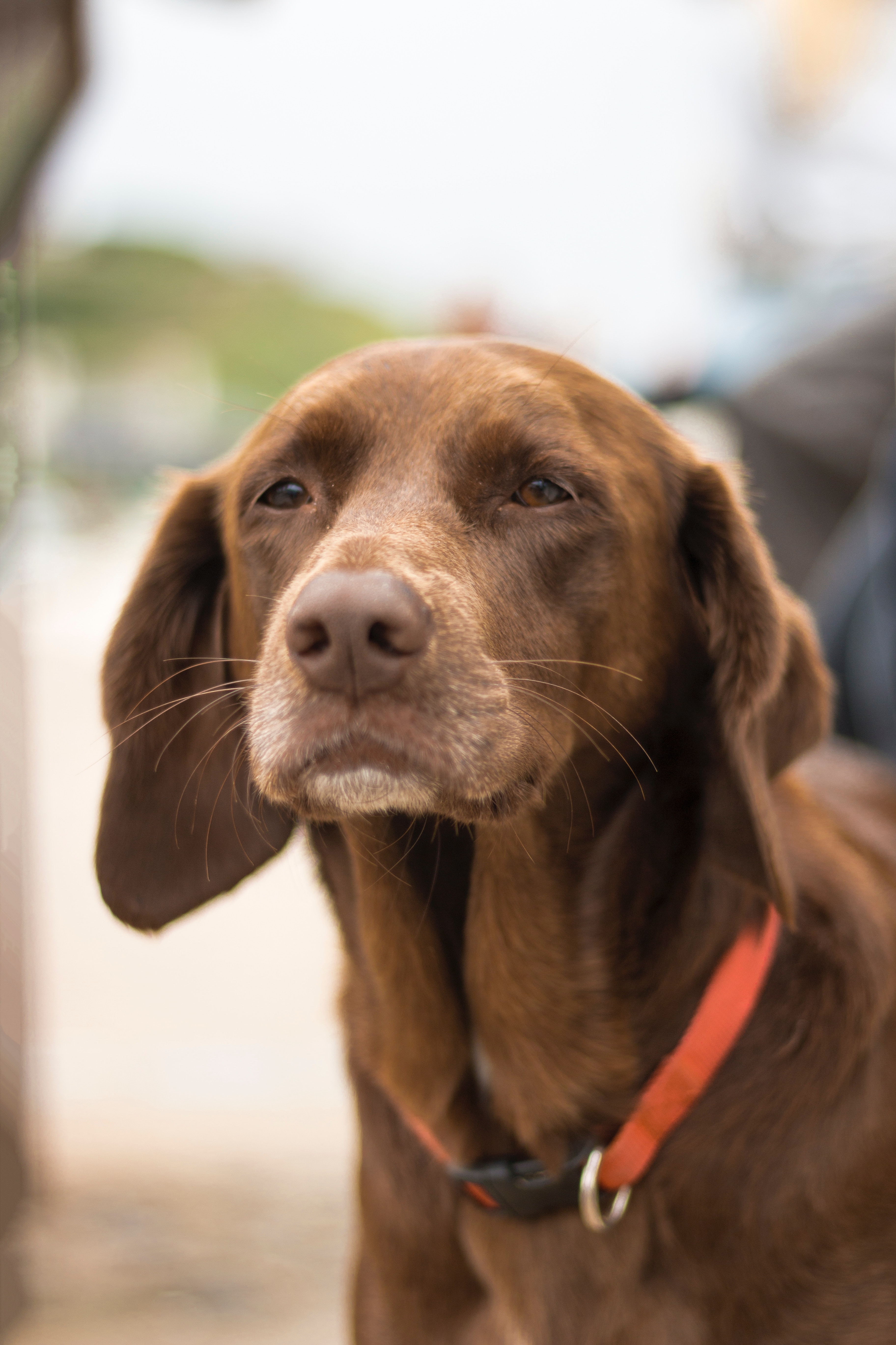 Golden Lab Rottie Goldador | Labrottie.com