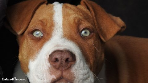 Labrabull- A Labrador Pitbull Mix | Labrottie.com