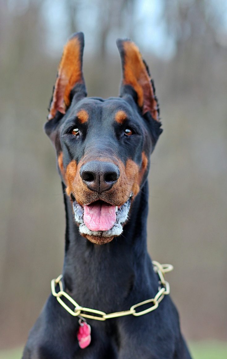 What is the Doberman Labrador Mix?