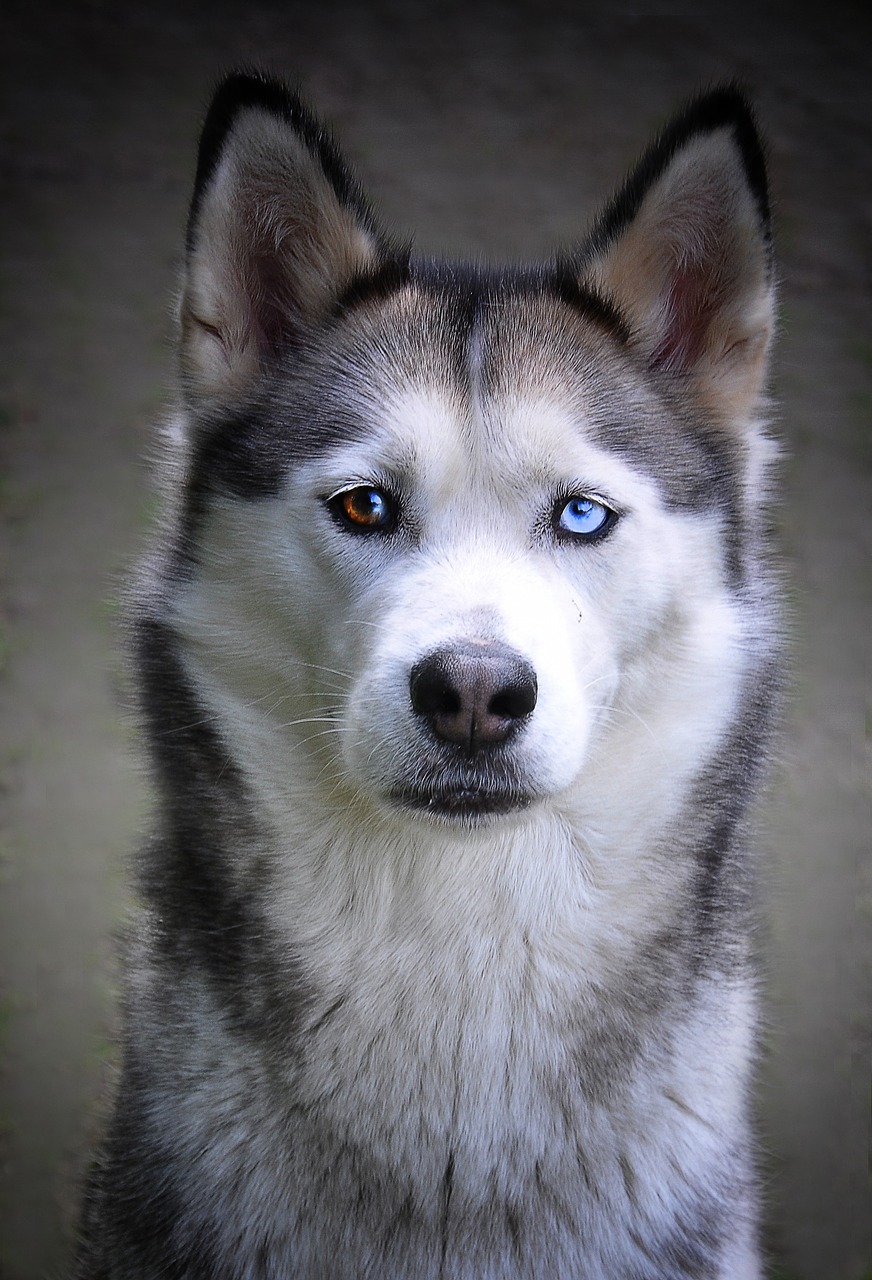What To Know About The Lab Husky Mix