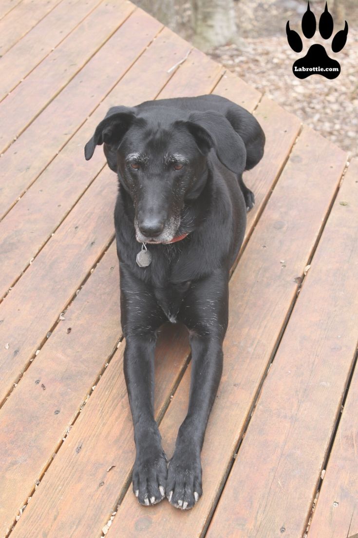 doberman and lab mix