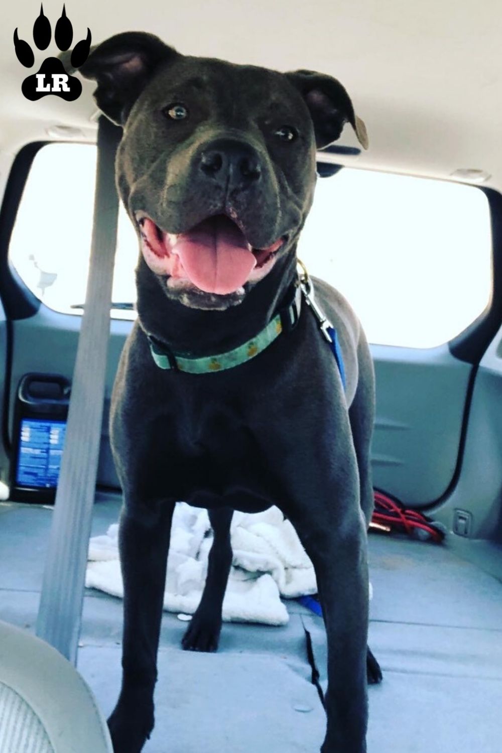 What is the Pitbull Rottweiler Mix?