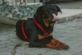 The Rottweiler Golden Retriever Mix - Labrottie