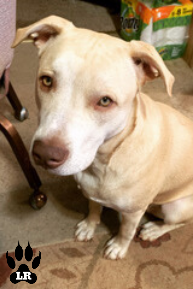 Labrabull A Labrador Pitbull Mix