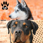 The Rottweiler Husky Mix - AKA, the Rottsky | Labrottie.com