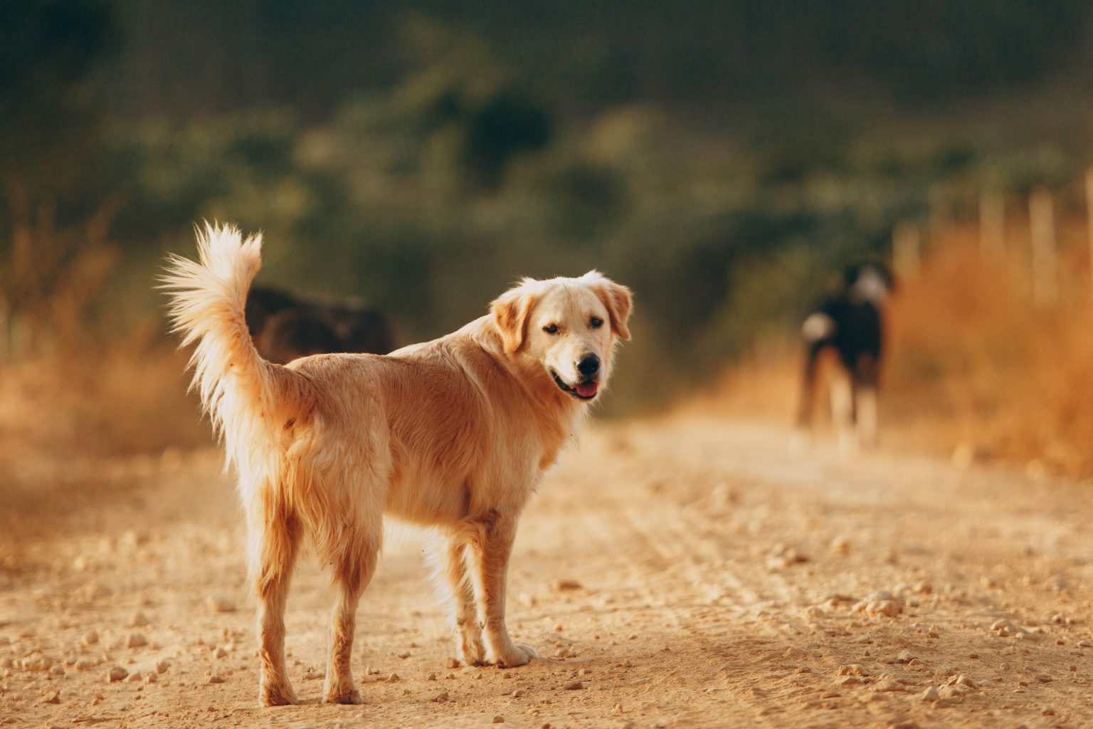 200+ of the Best Golden Retriever Names