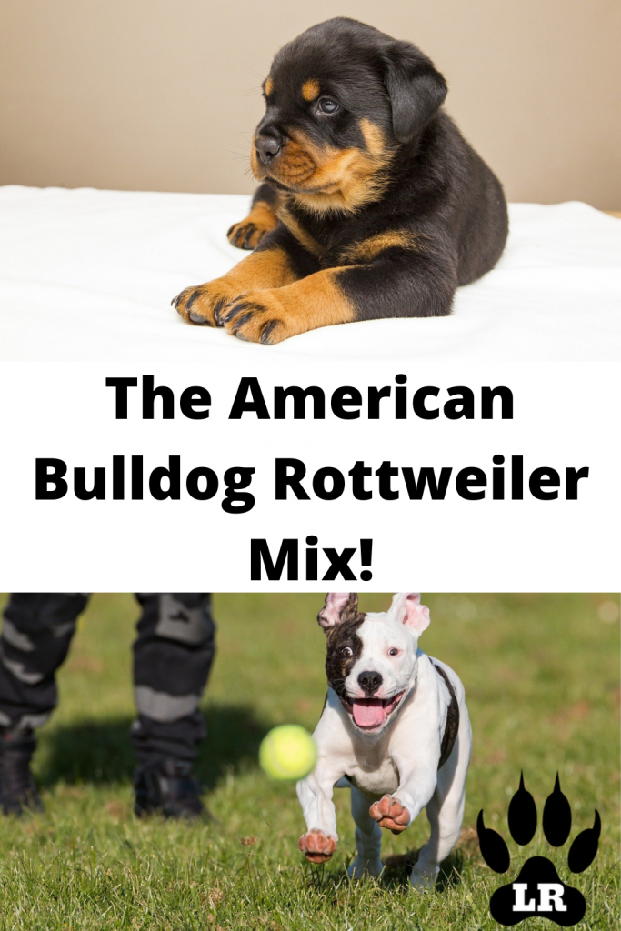 The American Bulldog Rottweiler Mix