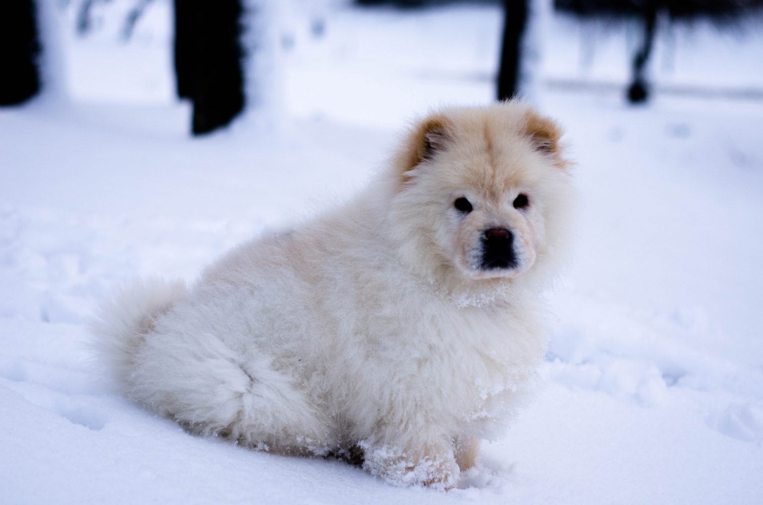 Dog Breeds That Start With C - Labrottie.com