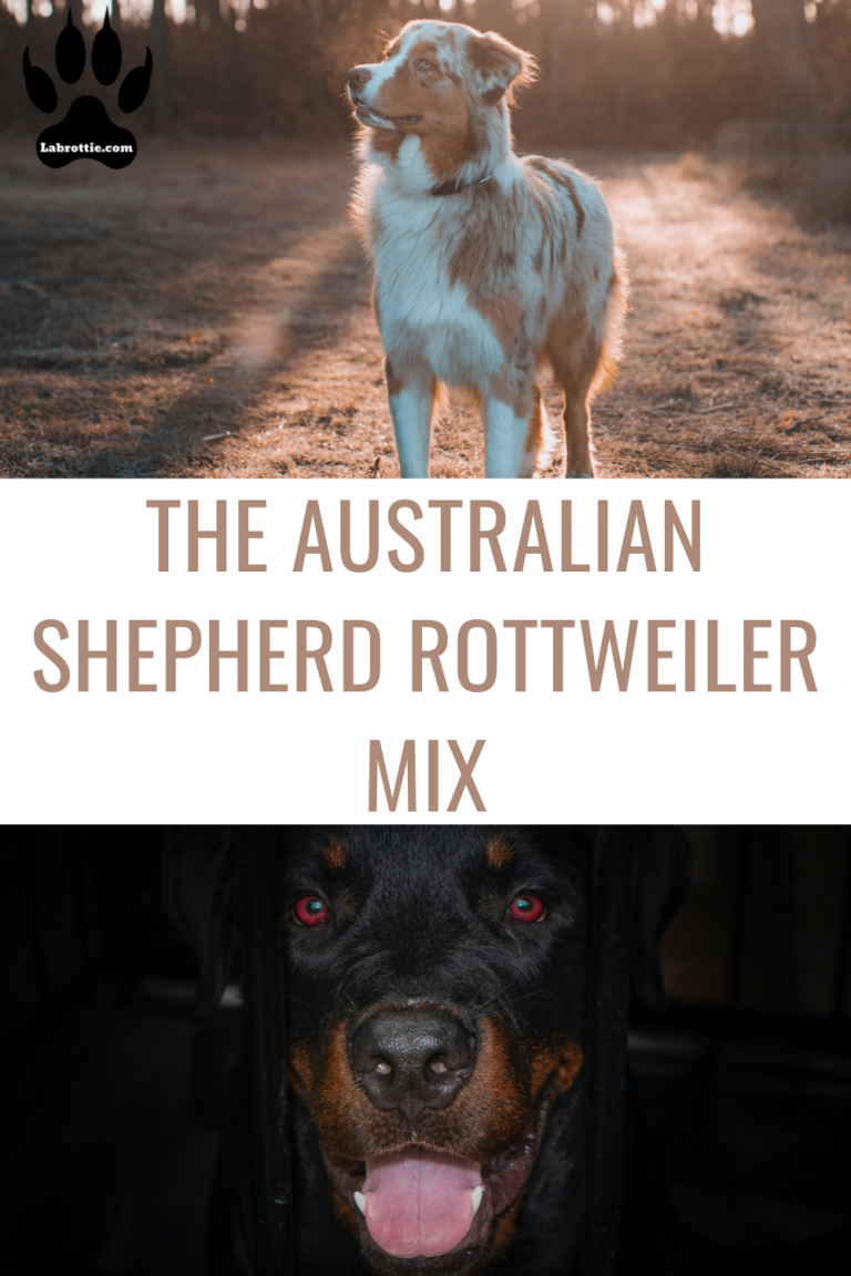 The Australian Shepherd Rottweiler Mix