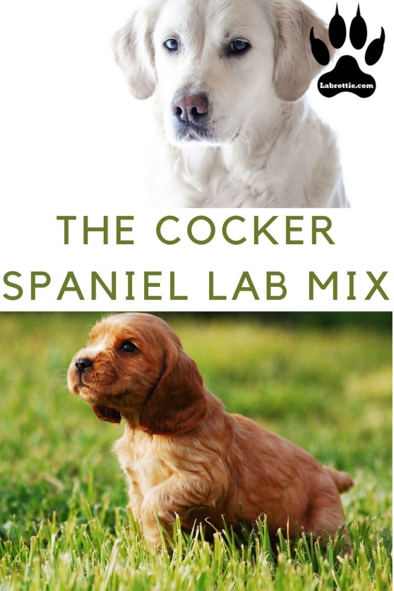 Cocker Spaniel Lab Mix or The Spanador — free download