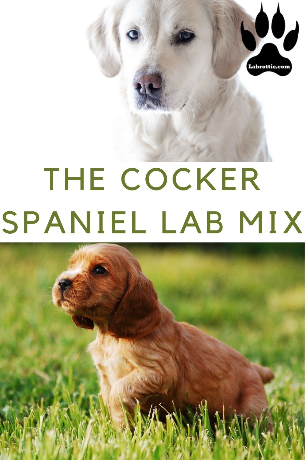 Cocker Spaniel Lab Mix or The Spanador