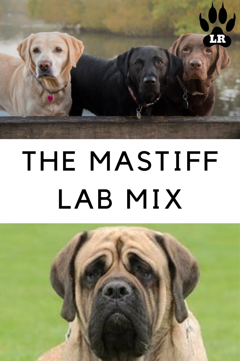 The Mastiff Lab Mix Everything You Need To Know