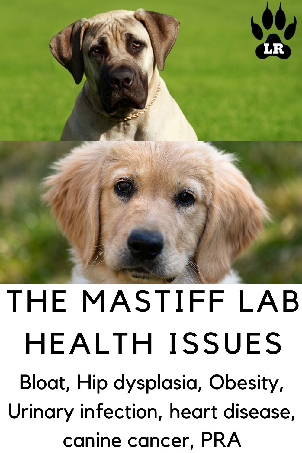 The Mastiff Lab Mix Everything You Need To Know