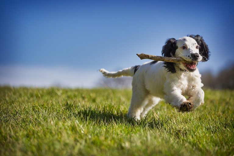 Cocker Spaniel Lab Mix or The Spanador — free download