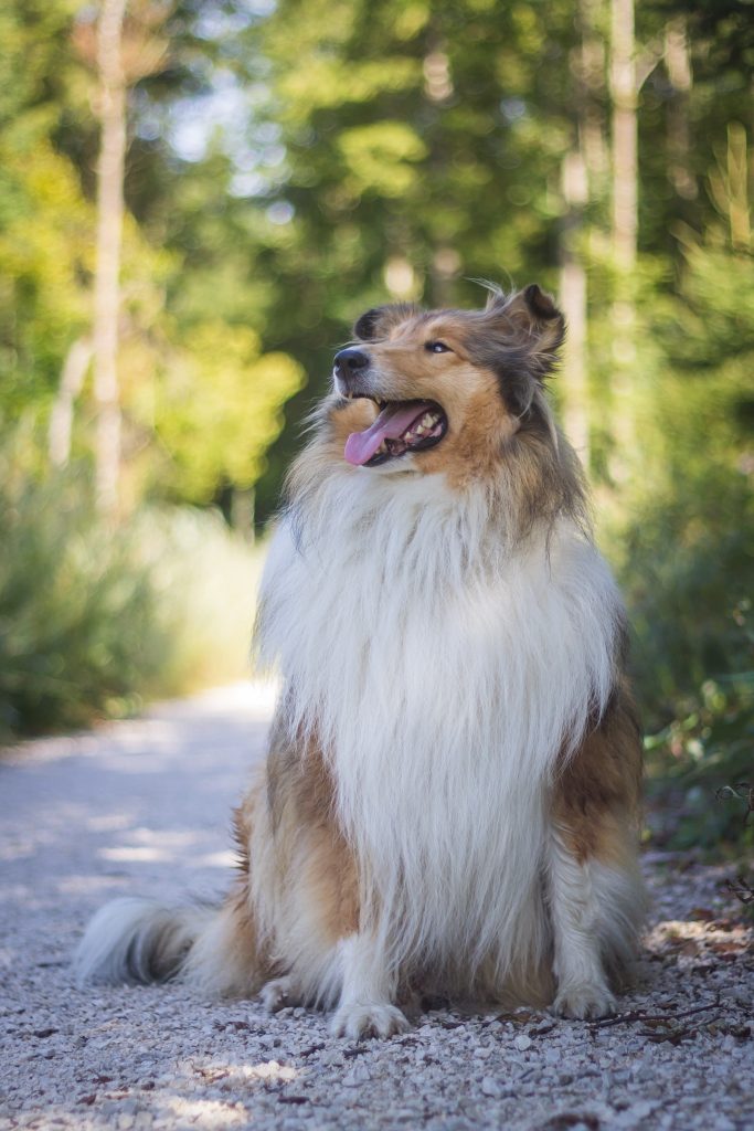 Dog Breeds That Start With C - Labrottie.com
