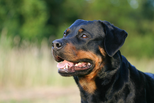 Rottweiler Mix A Giant of A Dog Breed! Labrottie.com