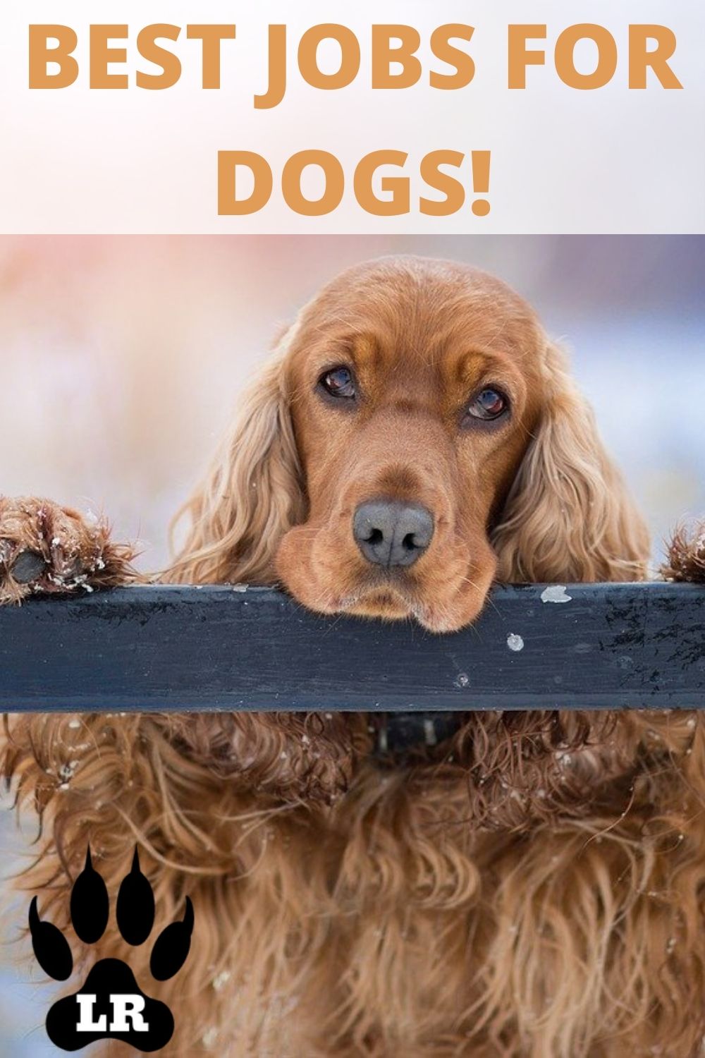 The Best 15 Jobs For Dog