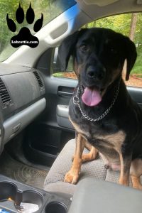 The Chow Chow Labrador Mix Breed Info And More!