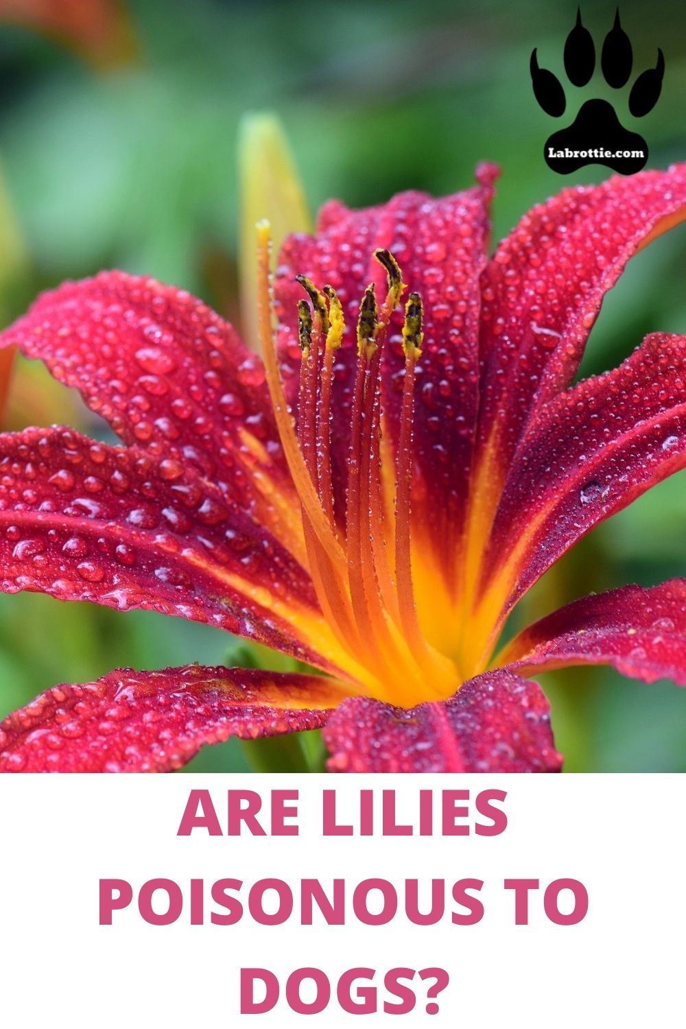 44 Plants Known To Be Poisonous To Dogs