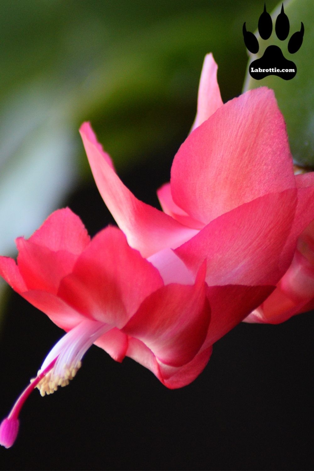 44 Plants Known To Be Poisonous To Dogs