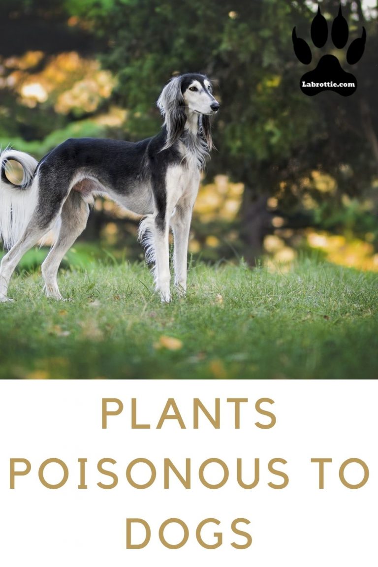 44 Plants Known To Be Poisonous To Dogs