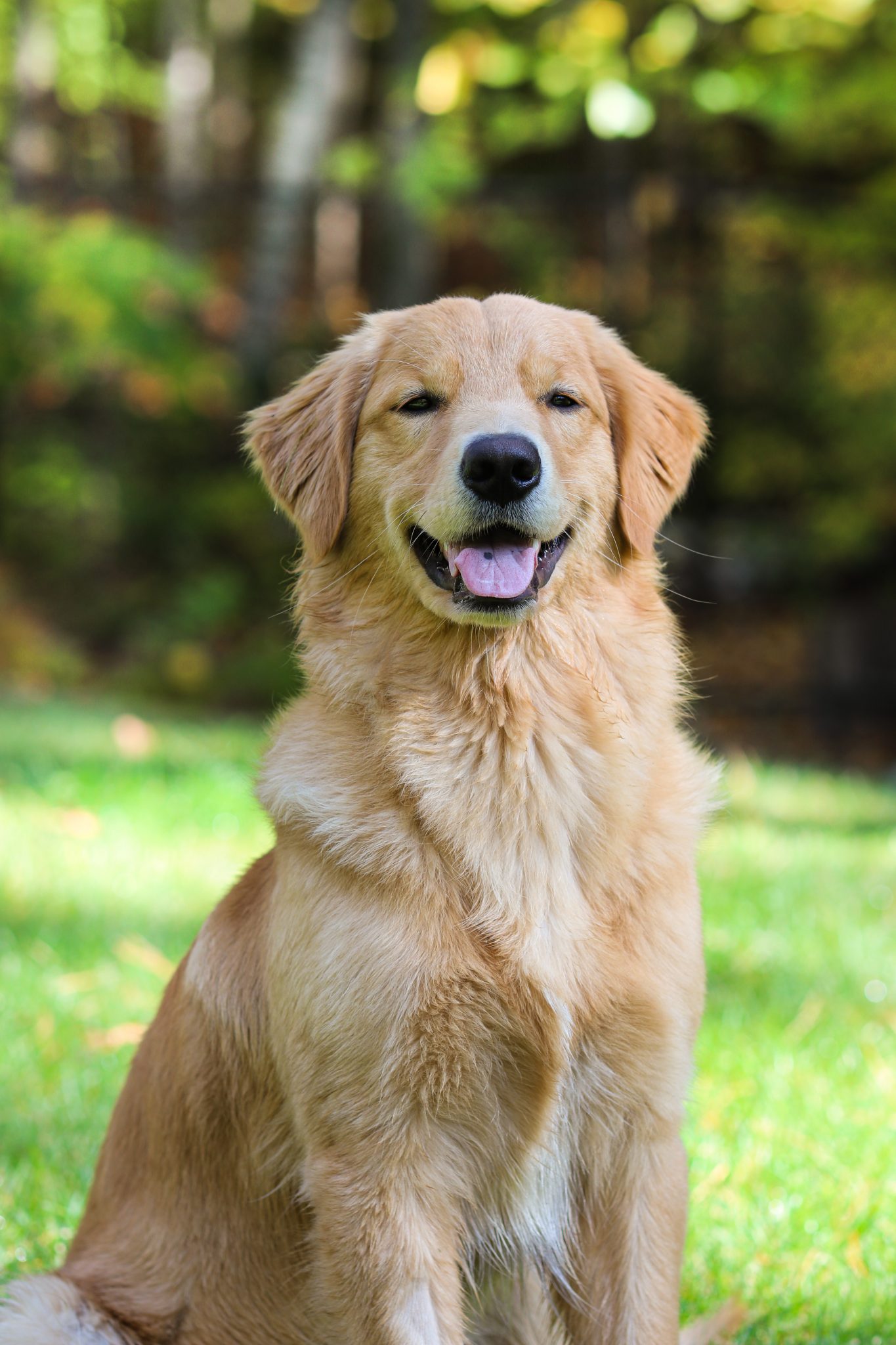 200+ of the Best Golden Retriever Names
