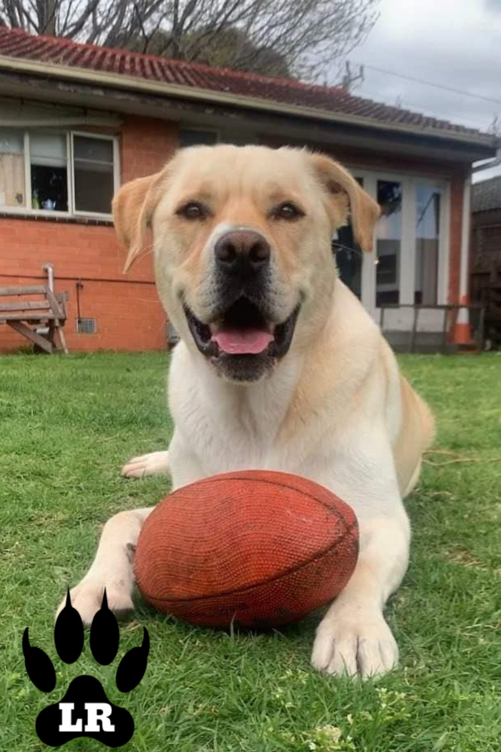 The Border Collie Rottweiler Mix Your Complete Guide