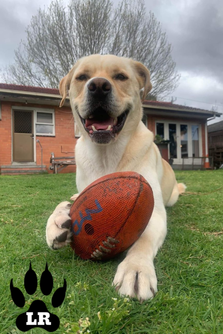 The Border Collie Rottweiler Mix Your Complete Guide