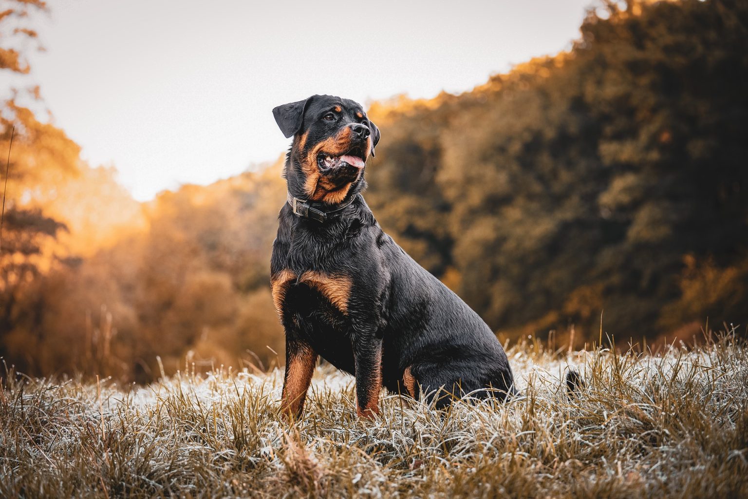 What Is the Rottweiler Springer Spaniel Mix | Labrottie.com