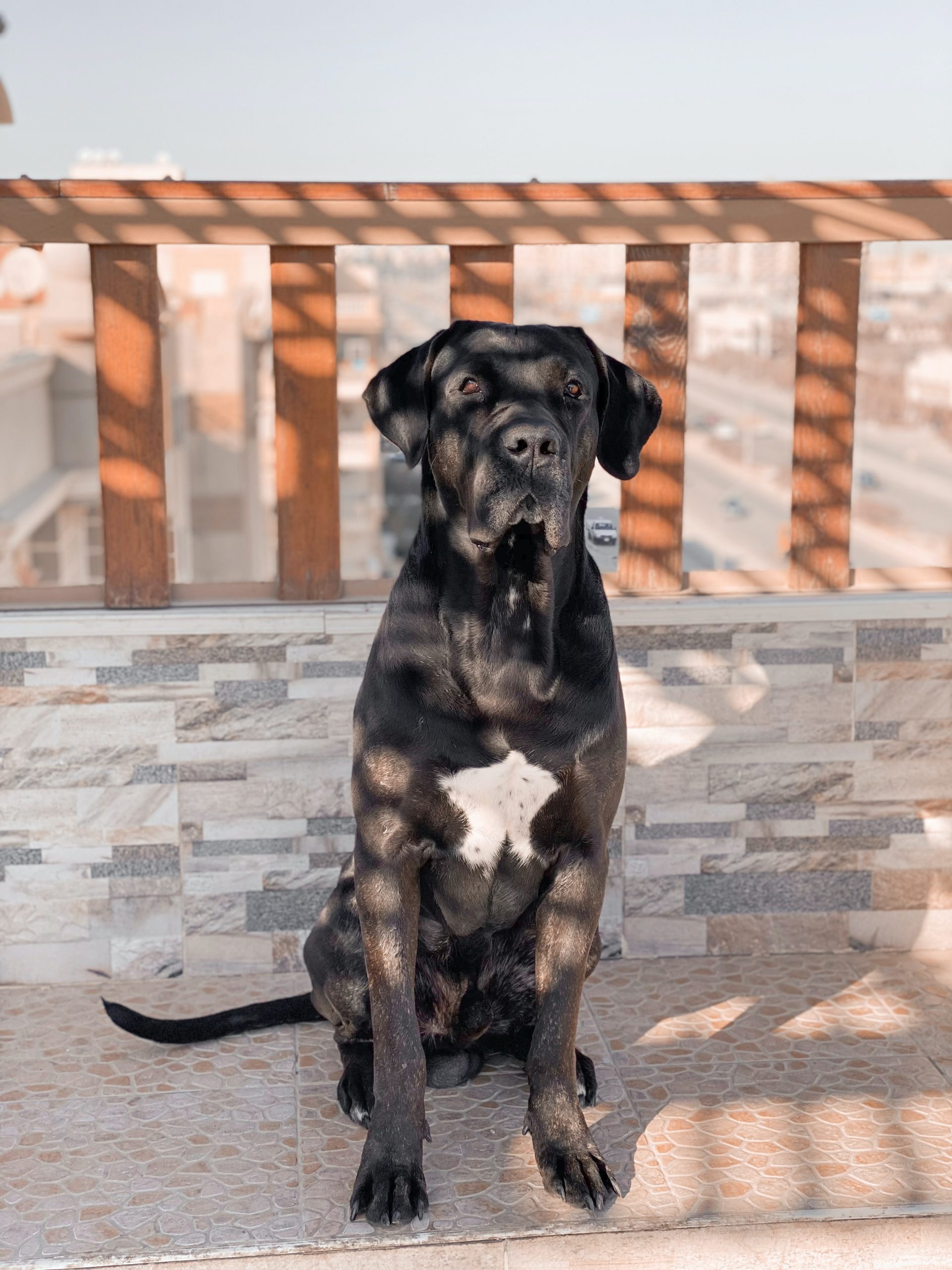 What Is the Lab Cane Corso Mix?