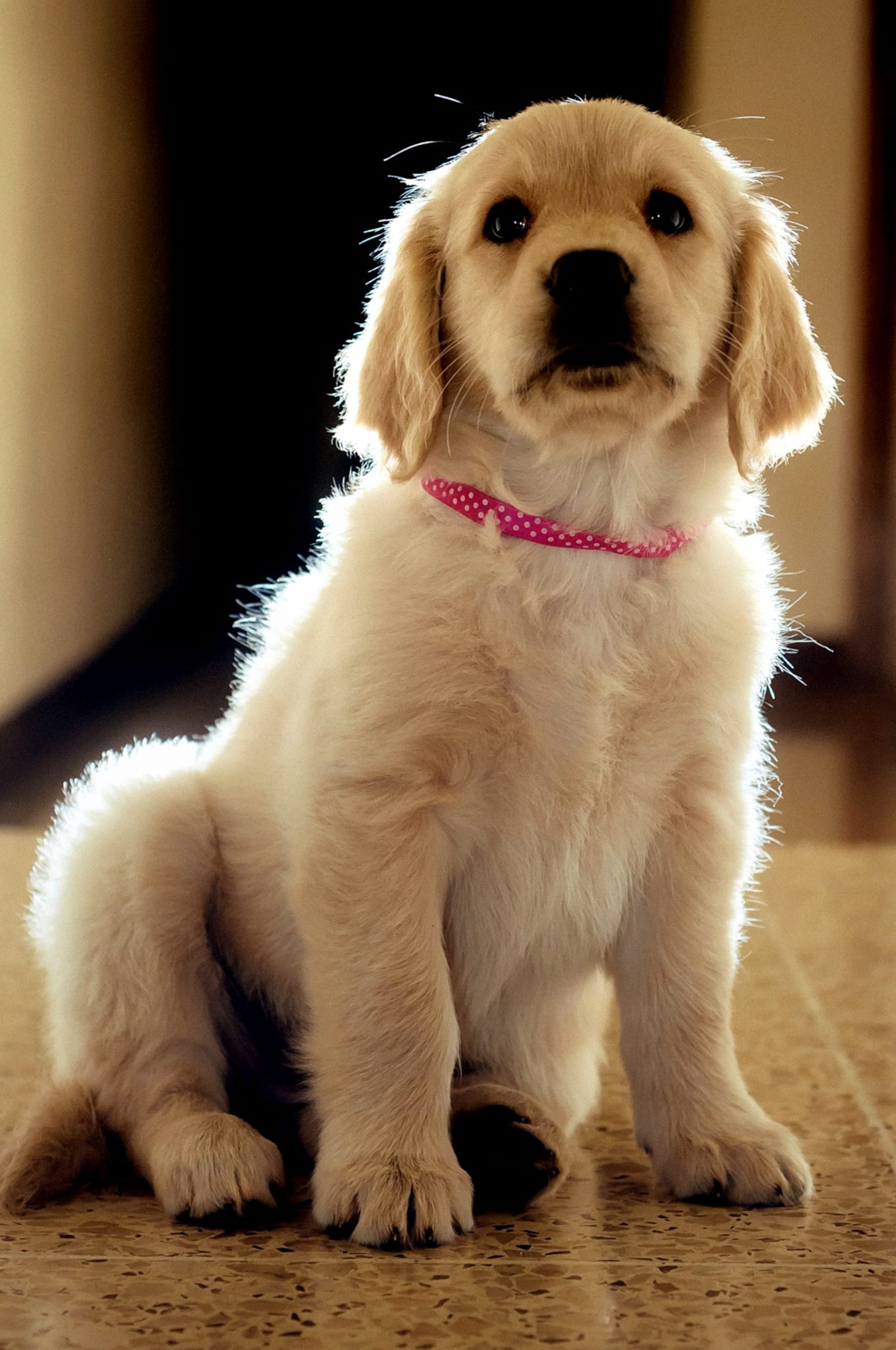 200+ of the Best Golden Retriever Names
