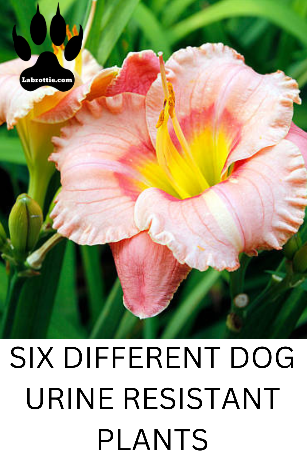 Six dog urnine resistant plants