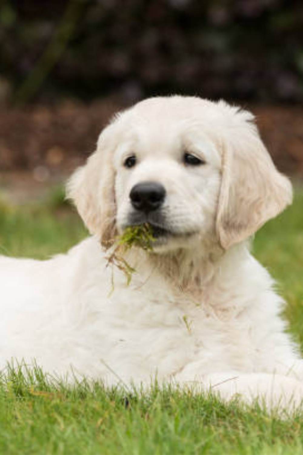 Is It Okay for Dogs To Eat Grass?