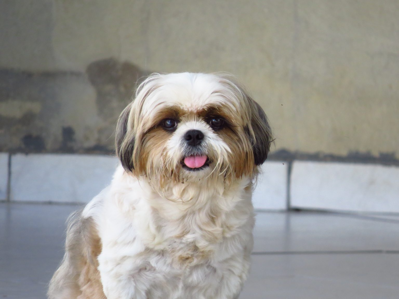 Curated visual reference: Simple Dog Breeds For Families Reference: Best Small Dog Breeds For Families