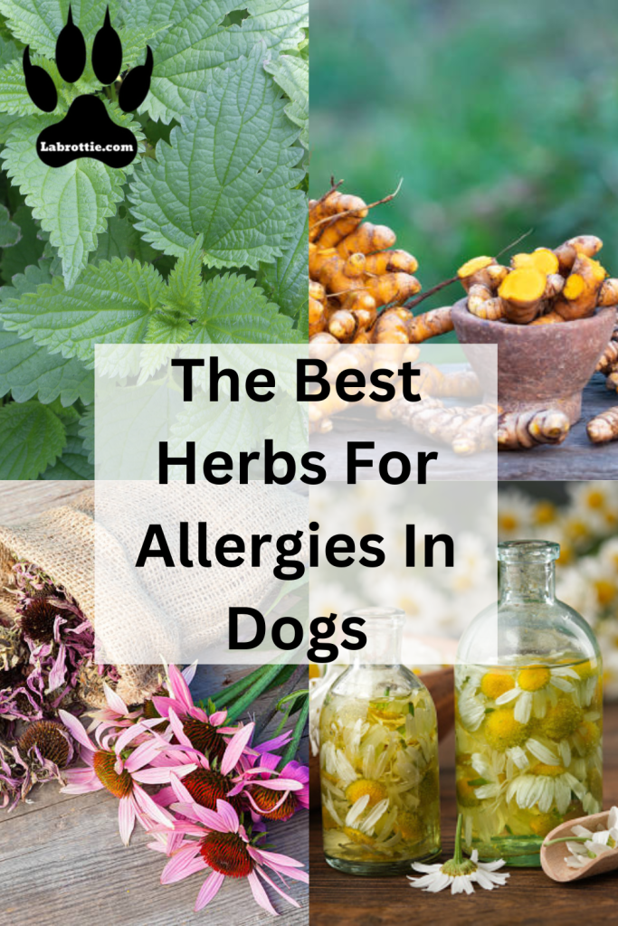 The Best Herbs For Allergies In Dogs
