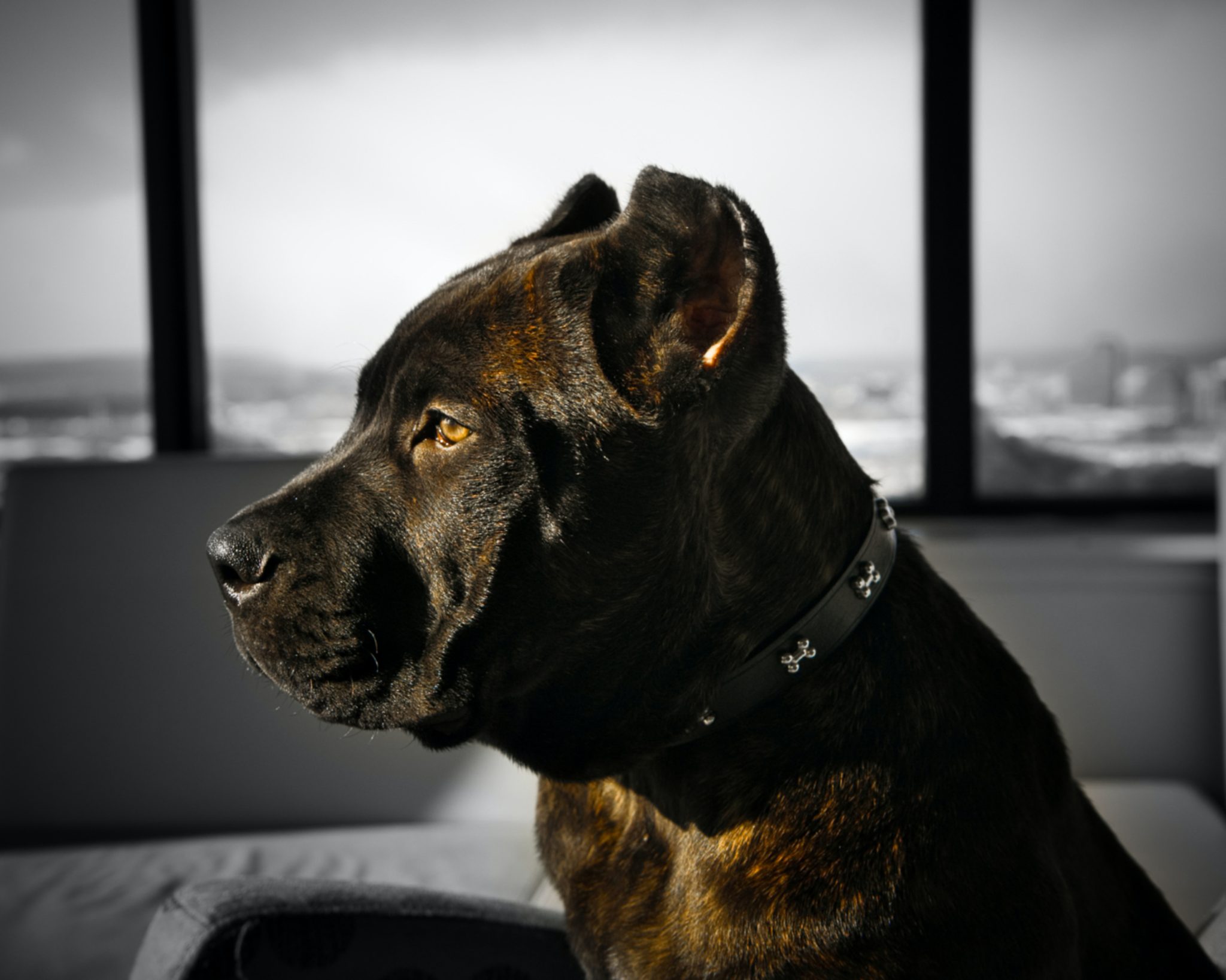 18 of The Best Rottweiler Mixes | Labrottie.com