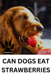 Can Dogs Eat Strawberries? A Comprehensive Guide | Labrottie