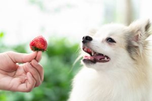 Can Dogs Eat Strawberries? A Comprehensive Guide | Labrottie