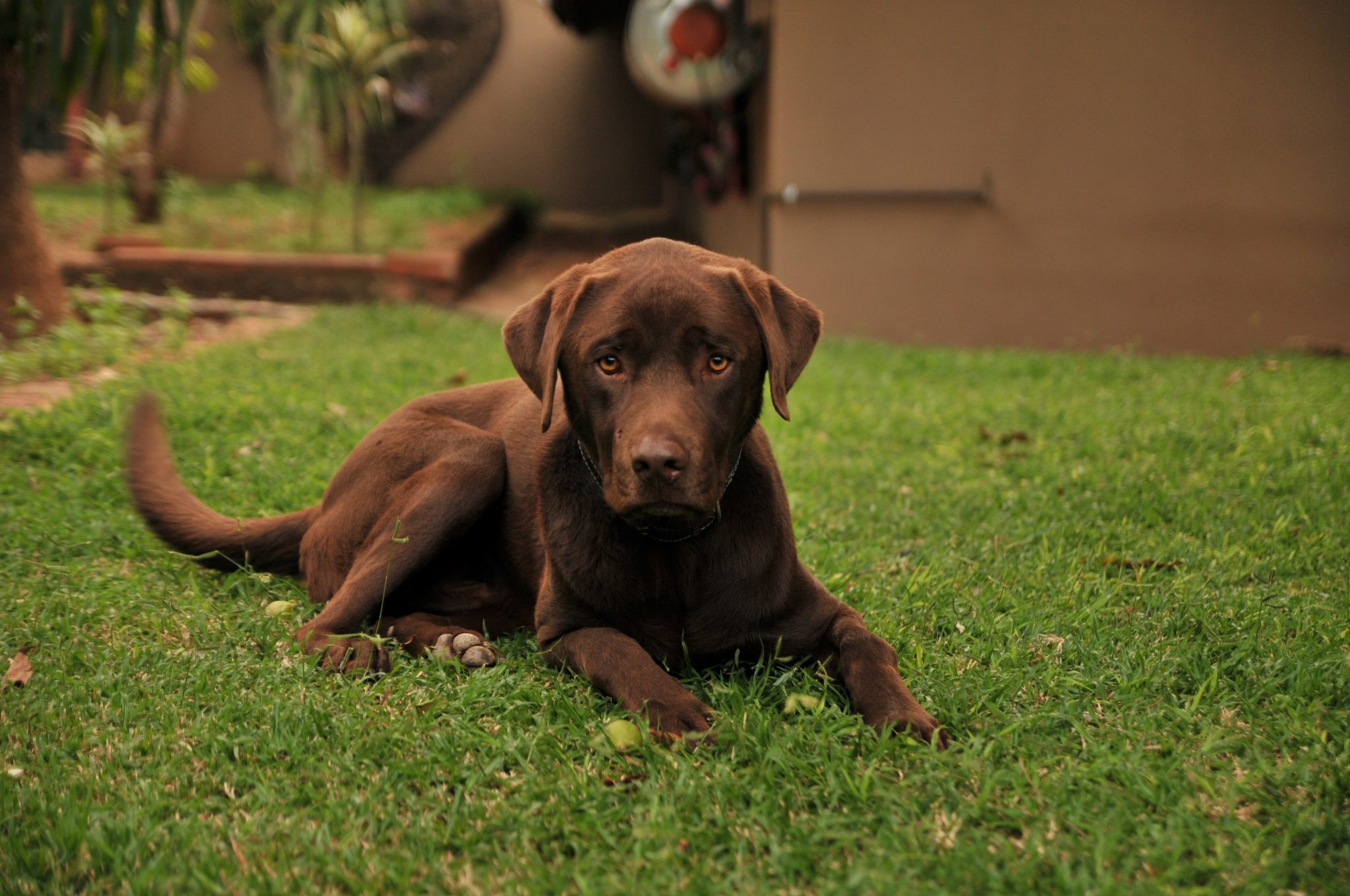 Do Labs Shed? Your Complete Guide to the Labrador Shedding!