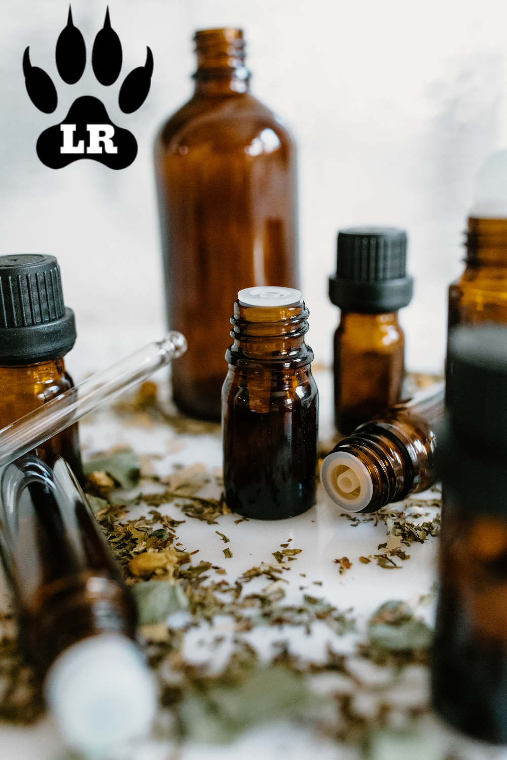 View of How to Make Homemade Tick Spray For Dogs With Essential Oils