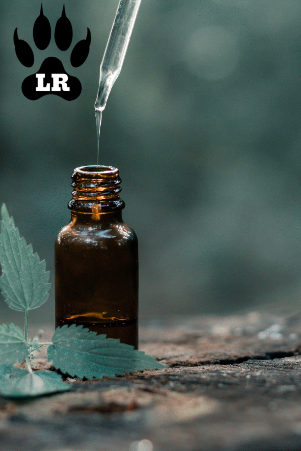Image showcasing How to Make Homemade Tick Spray For Dogs With Essential Oils