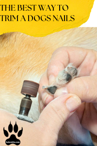 How To Trim Your Dogs Nails | Labrottie