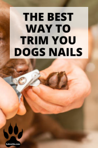 How To Trim Your Dogs Nails | Labrottie
