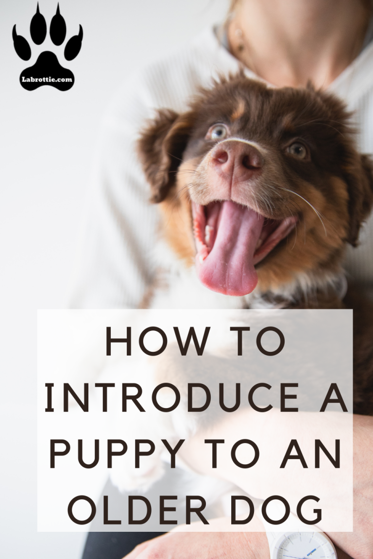 How to Introduce a Puppy To An Older Dog Labrottie